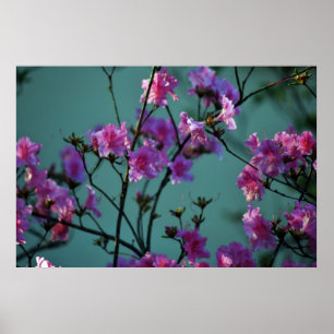 Póster Azalea rosa y significado