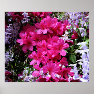 Póster azalea y glicinia