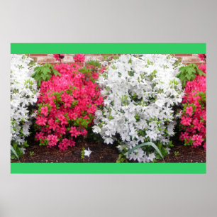 Póster Azaleas