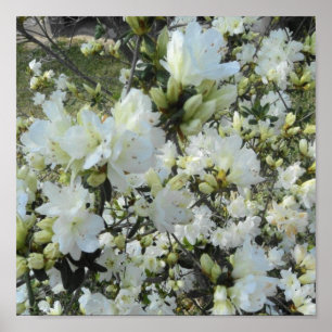 Póster Azaleas blancas enanas