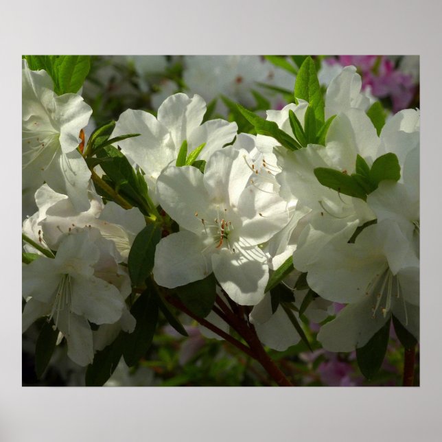 Póster Azaleas blancas iluminadas por el sol Hermosas flo (Frente)