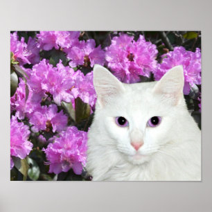 Póster Azaleas de gato blanco