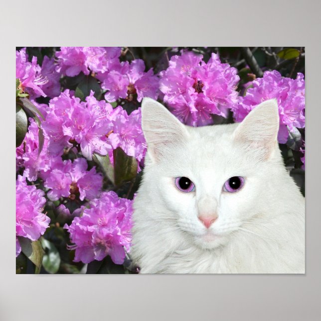 Póster Azaleas de gato blanco (Frente)
