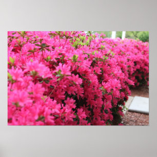 Póster Azaleas en la plena floración