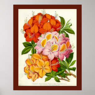 Póster Azaleas resistentes de sir José Paxton