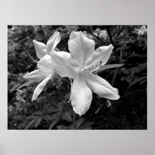 Póster Azaleas / Rhododendros en B&W