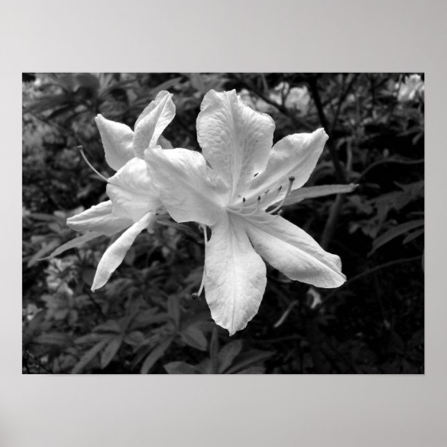 Póster Azaleas / Rhododendros en B&W (Frente)