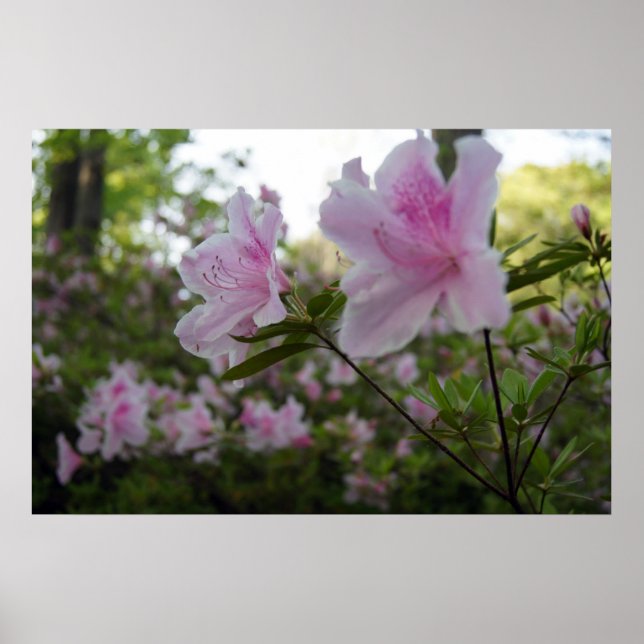 Póster Azaleas rosadas en primavera (Frente)