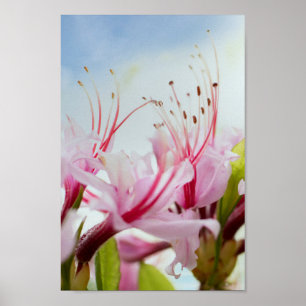 Póster azaleas silvestres