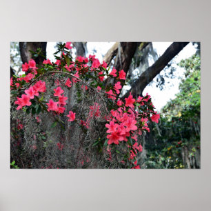 Póster Azaleas y musgo español, Carolina del Sur
