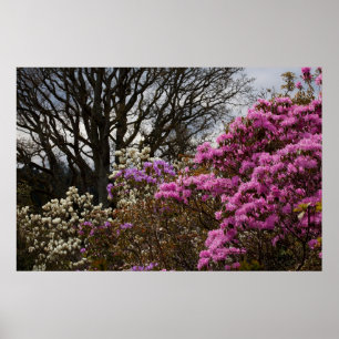 Póster Azalia y Magnolia