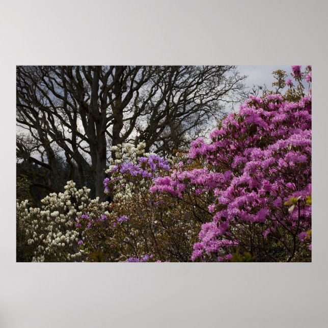 Póster Azalia y Magnolia (Frente)