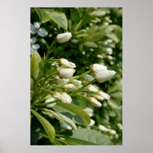 Póster Aztec Pearl