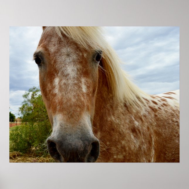 Póster Azúcar El Caballo Appaloosa, Poster (Frente)