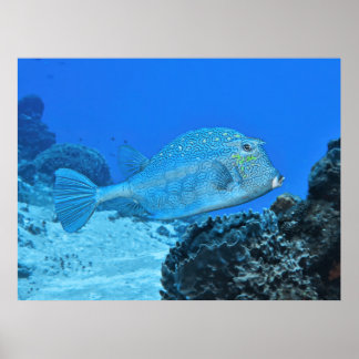 Póster Azul