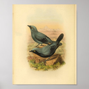 Póster Azul Arfak Cuckoo Shrike Bird Vintage