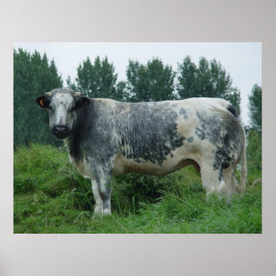 Póster Azul belga de la vaca