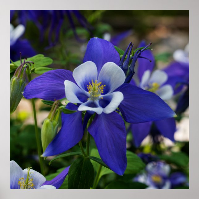 Póster Azul de Colorado (Frente)