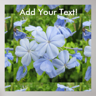 Póster Azul de flores de Plumbago