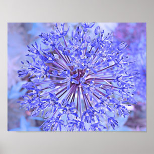 Póster Azul de la flor del allium