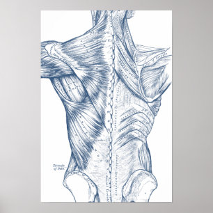 Póster Azul médico de los músculos traseros del dibujo