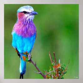 Póster Azul pájaro