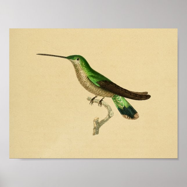 Póster Azul verde vintage 1830 (Frente)