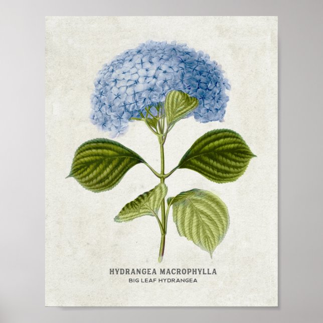 Póster Azul vintage Hydrangea Botánico (Frente)