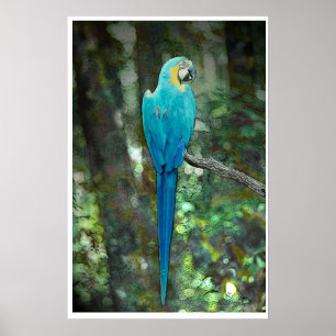 Póster Azul-y-amarillo-macaw de JungleWalk.com