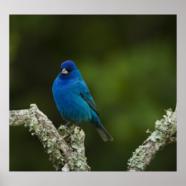 Póster Azulejo índigo, Passerina cyanea, Costero (Frente)