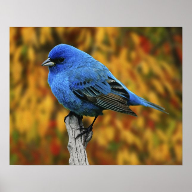 Póster Azulillo índigo macho, Passerina cyanea (Frente)