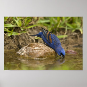 Póster Azulito bebiendo en una charca del patio trasero,