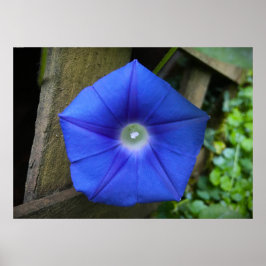 Póster azulón,