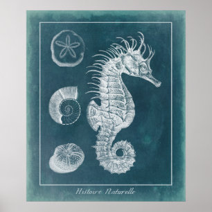 Póster Azure Seahorse Study I