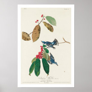 Póster Azure Warbler por Audubon Poster