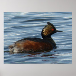 Póster B13 Eared Grebe