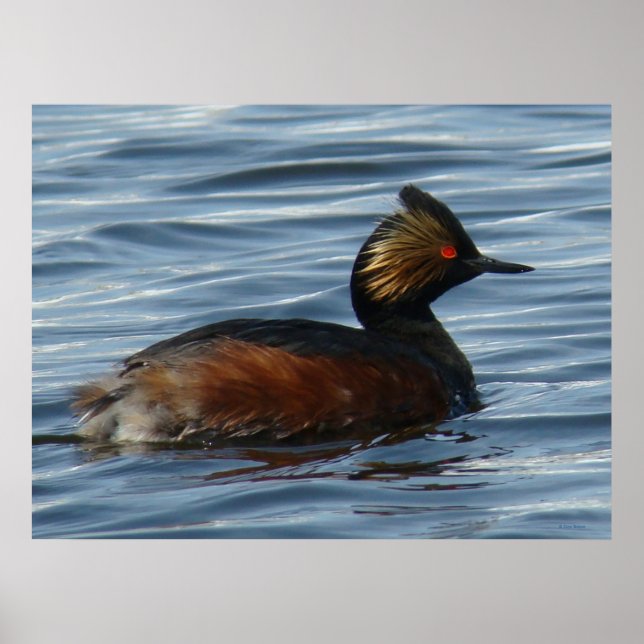 Póster B13 Eared Grebe (Frente)