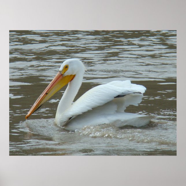 Póster B14 White Pelican on Muddy River (Frente)