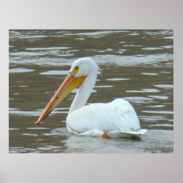 Póster B15 White Pelican on Muddy River