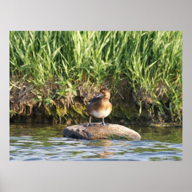 Póster B18 Escoba menor (Frente)