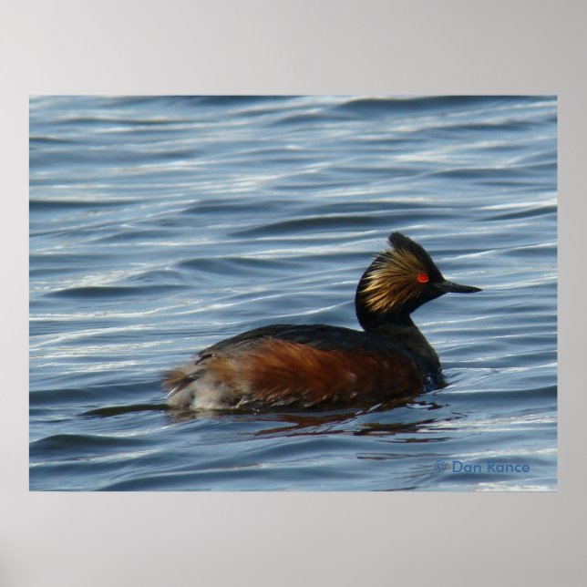 Póster B1 Eared Grebe (Frente)