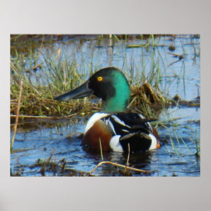 Póster B25 Northern Shoveler Drake