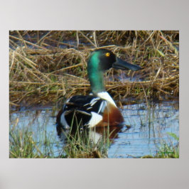 Póster B26 Northern Shoveler Drake