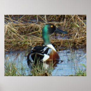Póster B26 Northern Shoveler Drake