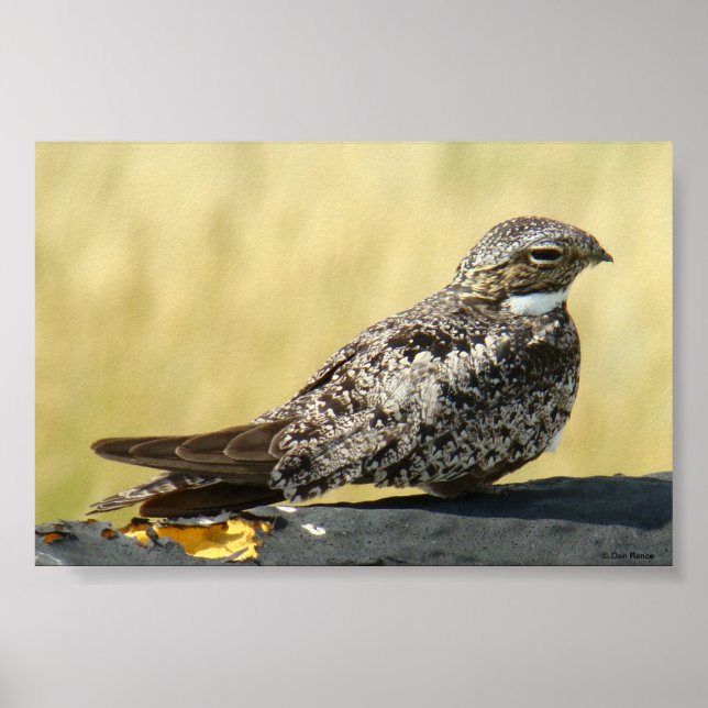 Póster B29 Common Nighthawk (Frente)