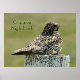 Póster B2 Comom Nighthawk