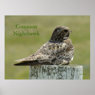 Póster B2 Comom Nighthawk