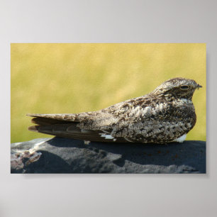 Póster B30 Common Nighthawk