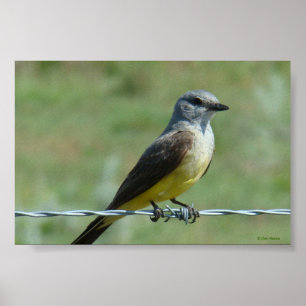 Póster B31 Western Kingbird