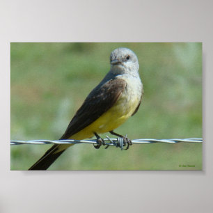 Póster B32 Kingbird